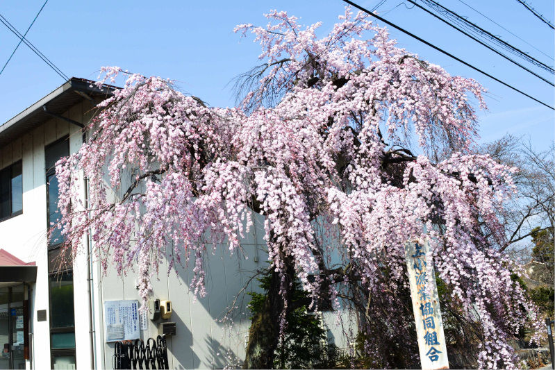 しだれ桜の写真
