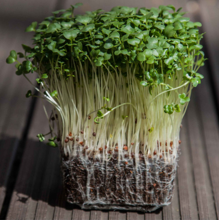 Top 3 Microgreens for Beginners to Start Growing