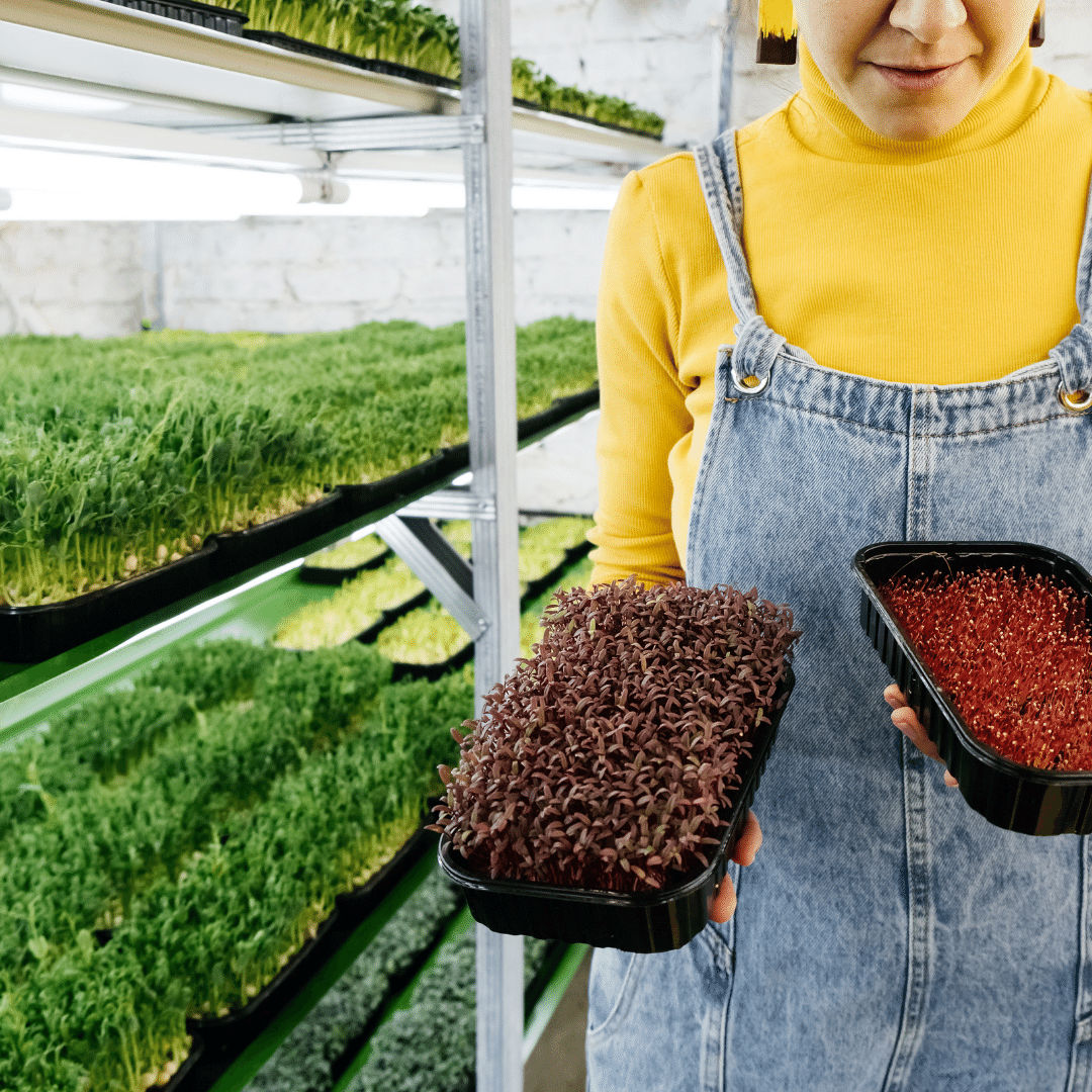 How to buy Microgreens