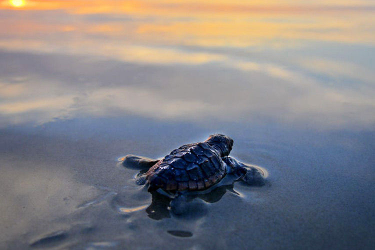 Turtle Watch at Local Ocean Trust