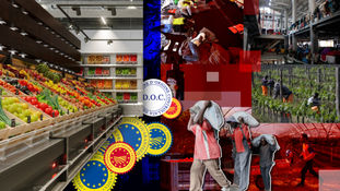 Labor of Migrant Workers in Agriculture  The Cases of Five Entirely Different Countries