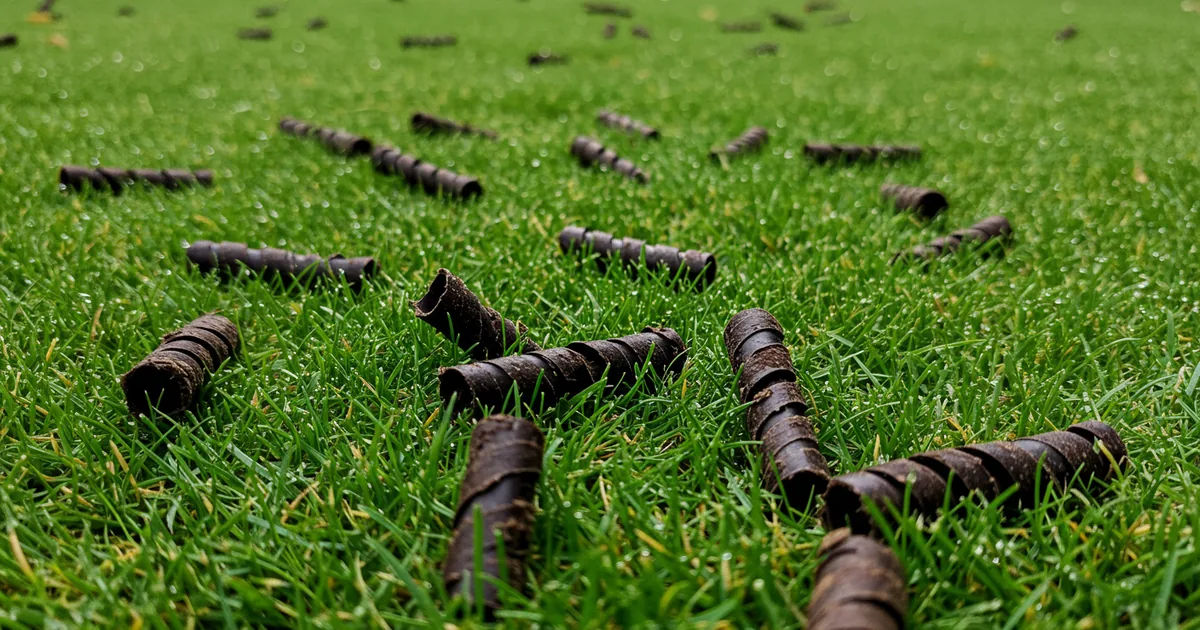 Core aeration plugs scattered across a green lawn