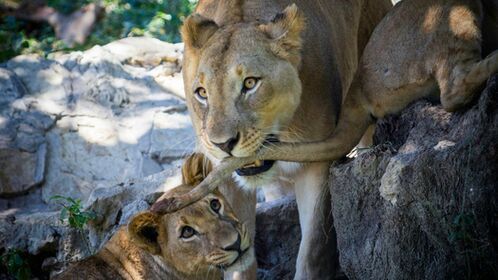 Top-Rated Hotels Near St. Louis Zoo: Your Ultimate Guide