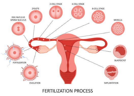 Reproduction Fertility and Development
