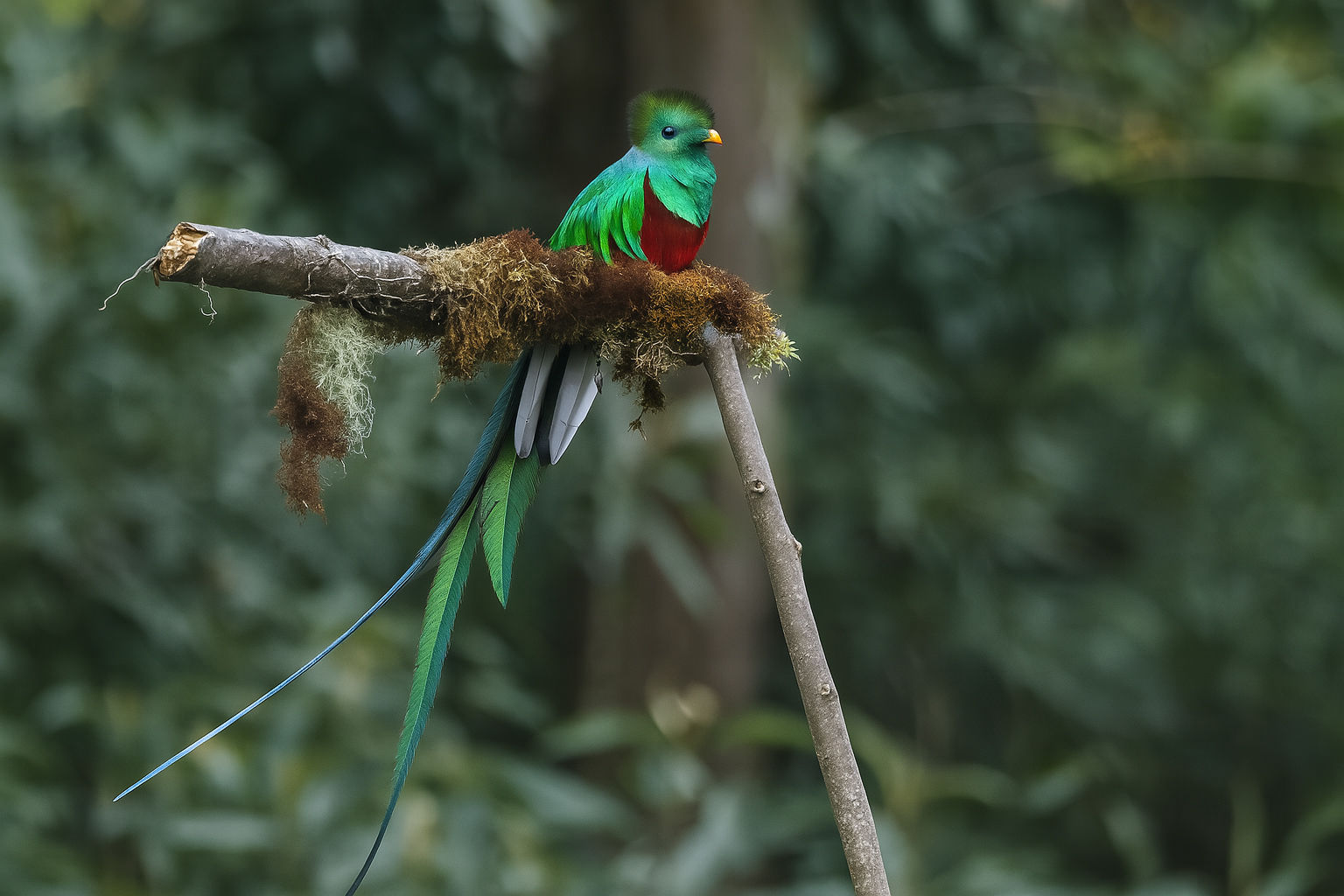 Monteverde