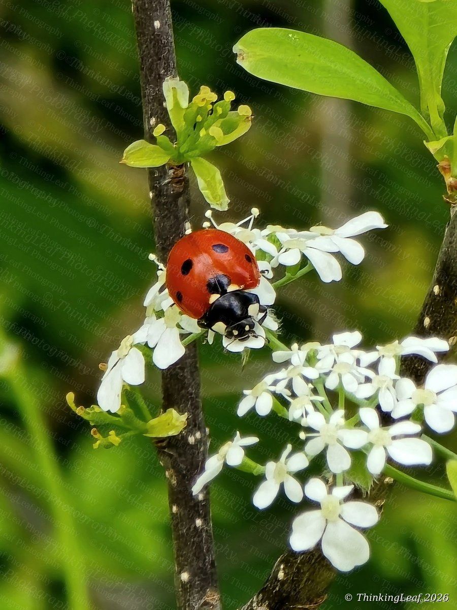 Ladybird on Blossom
