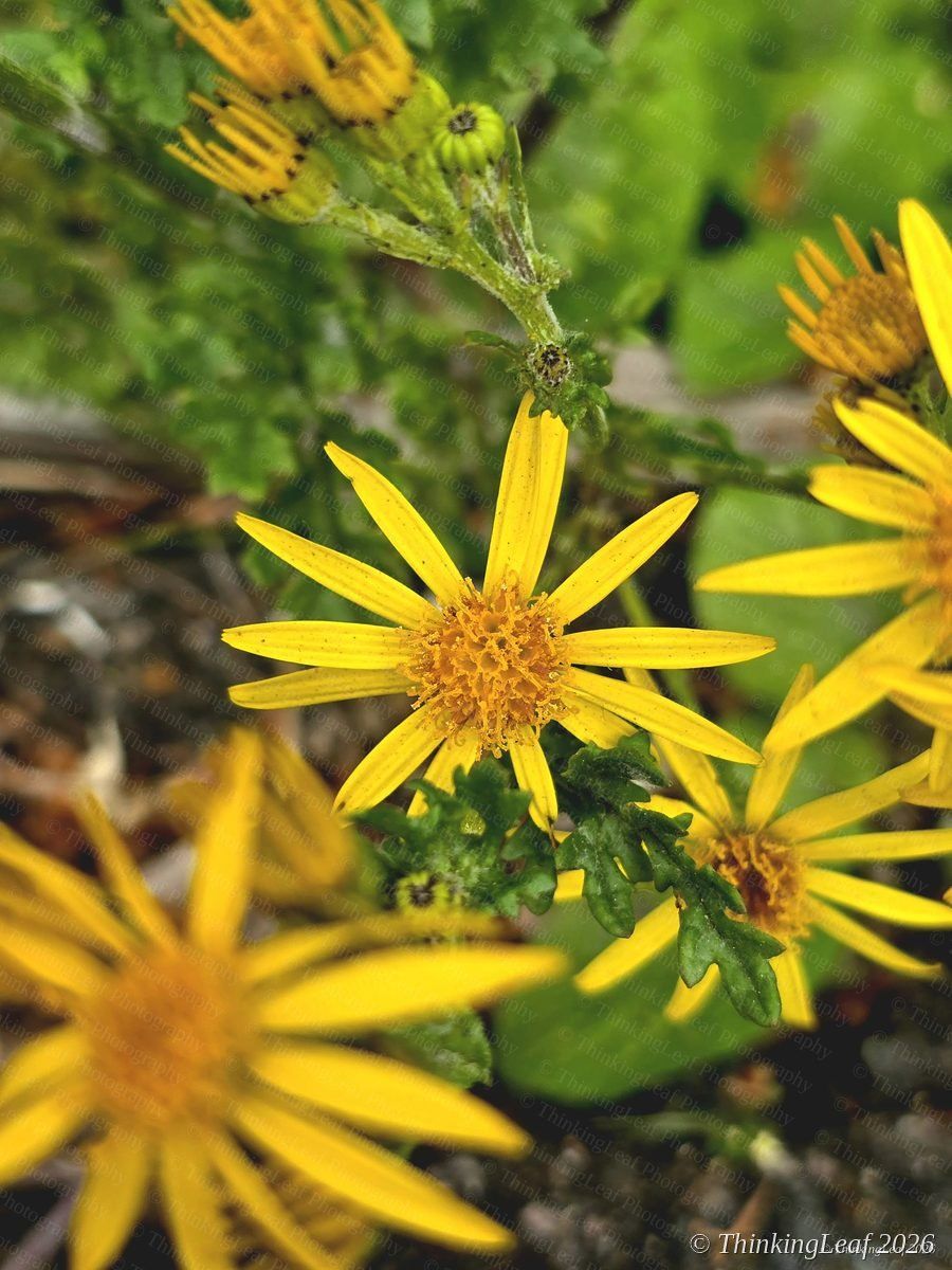 Ragwort