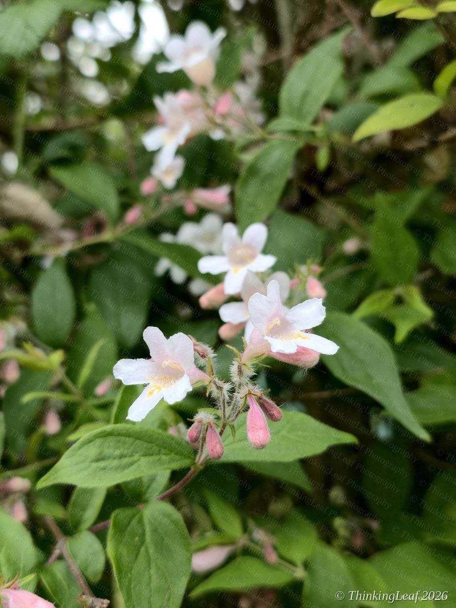 Weigela