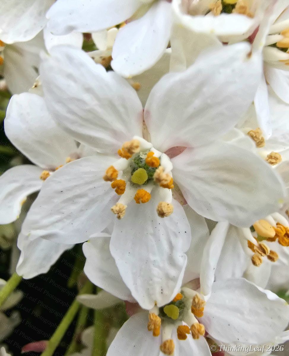 Choisya Blossom
