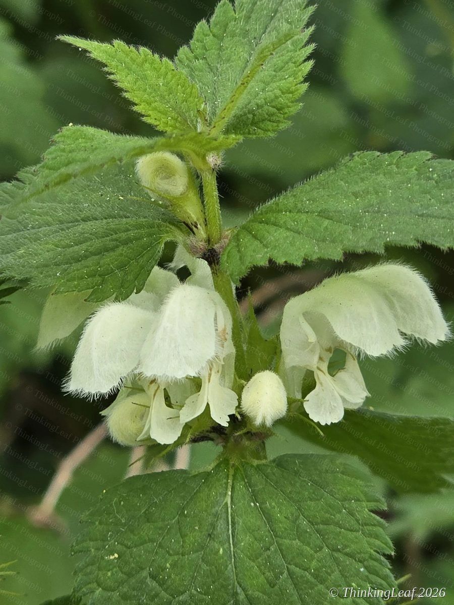 White Dead Nettle