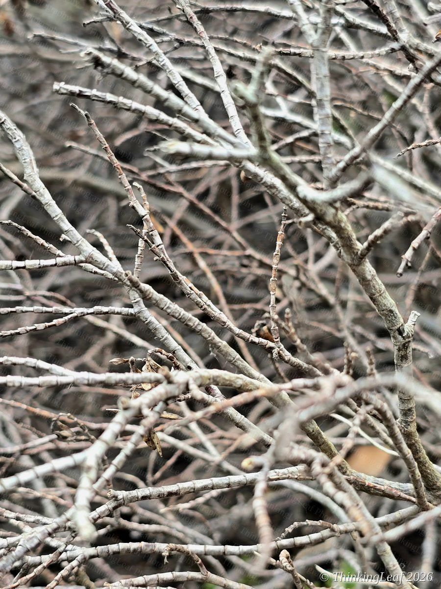 Winter Branches