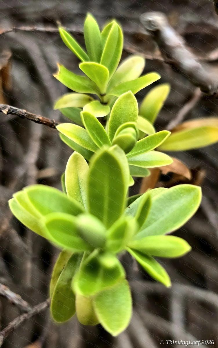 Buxus New Growth