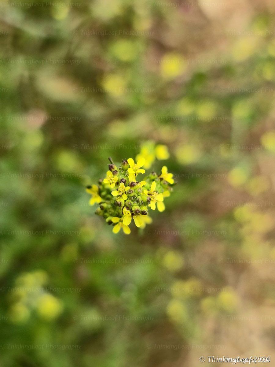 Yellow Crucifer