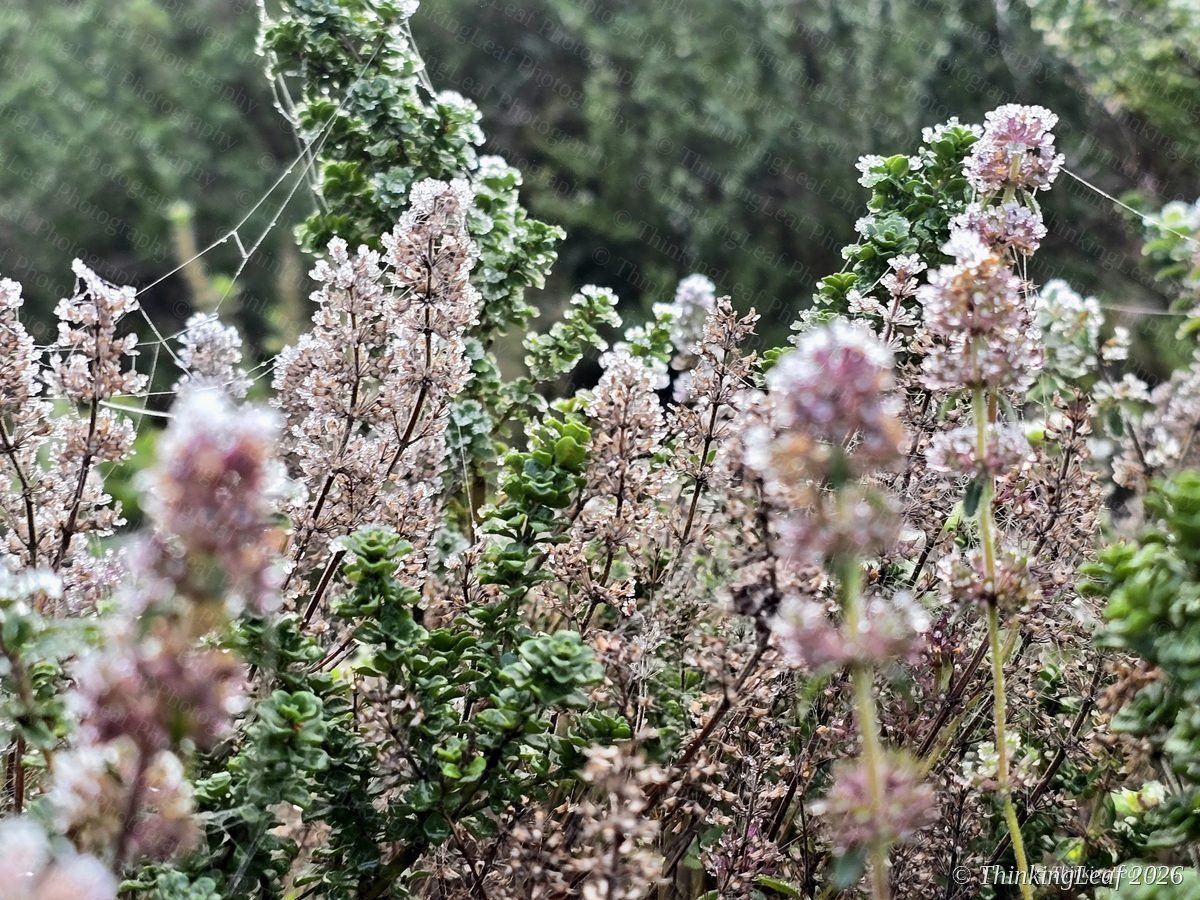 Frosted Thyme Scene