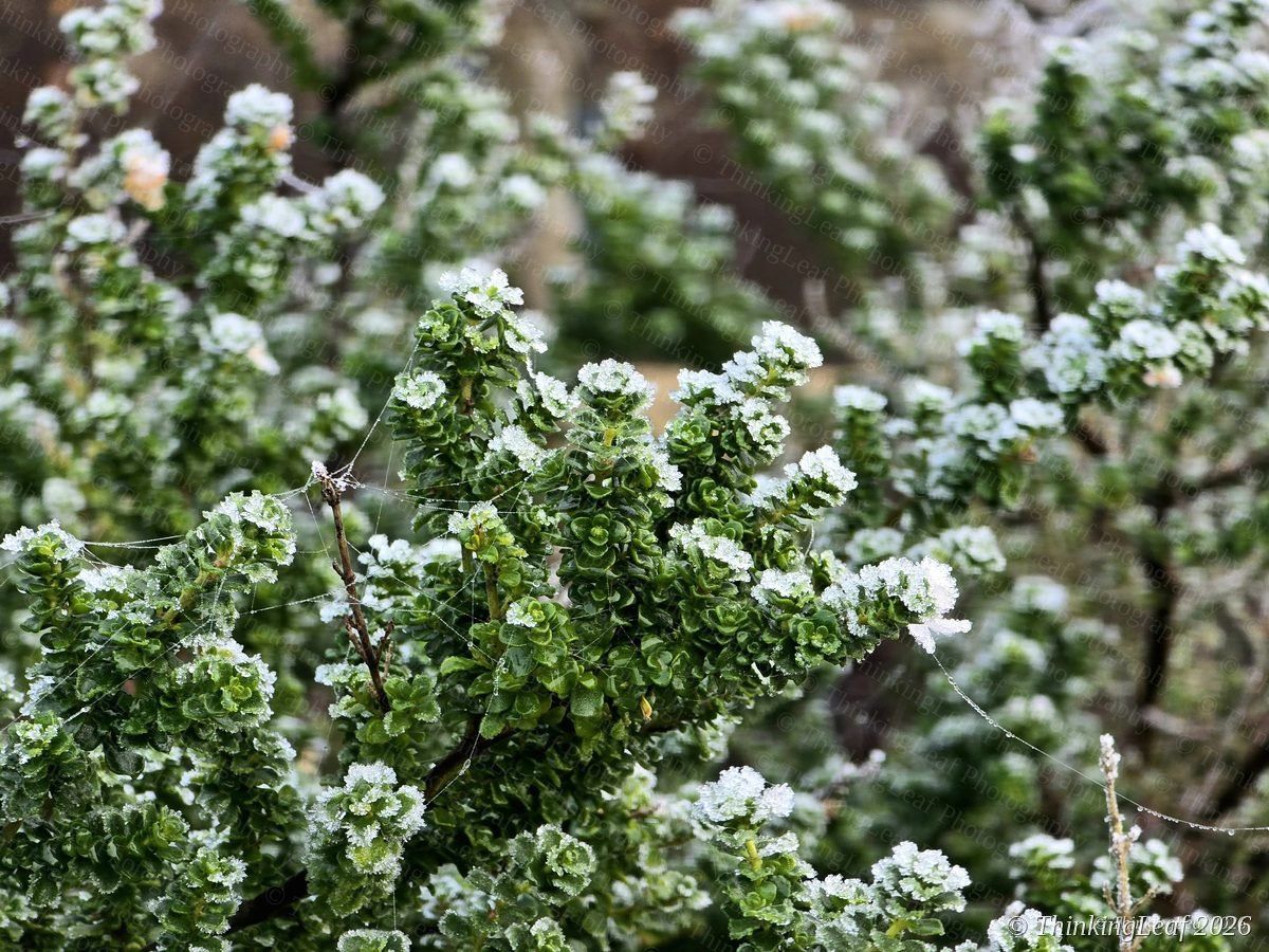 Frosted Buxus