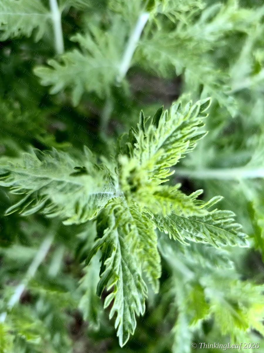 Mugwort