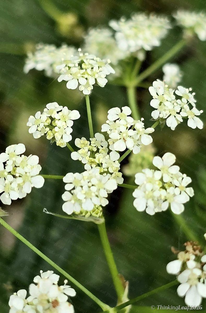 Cow Parsley