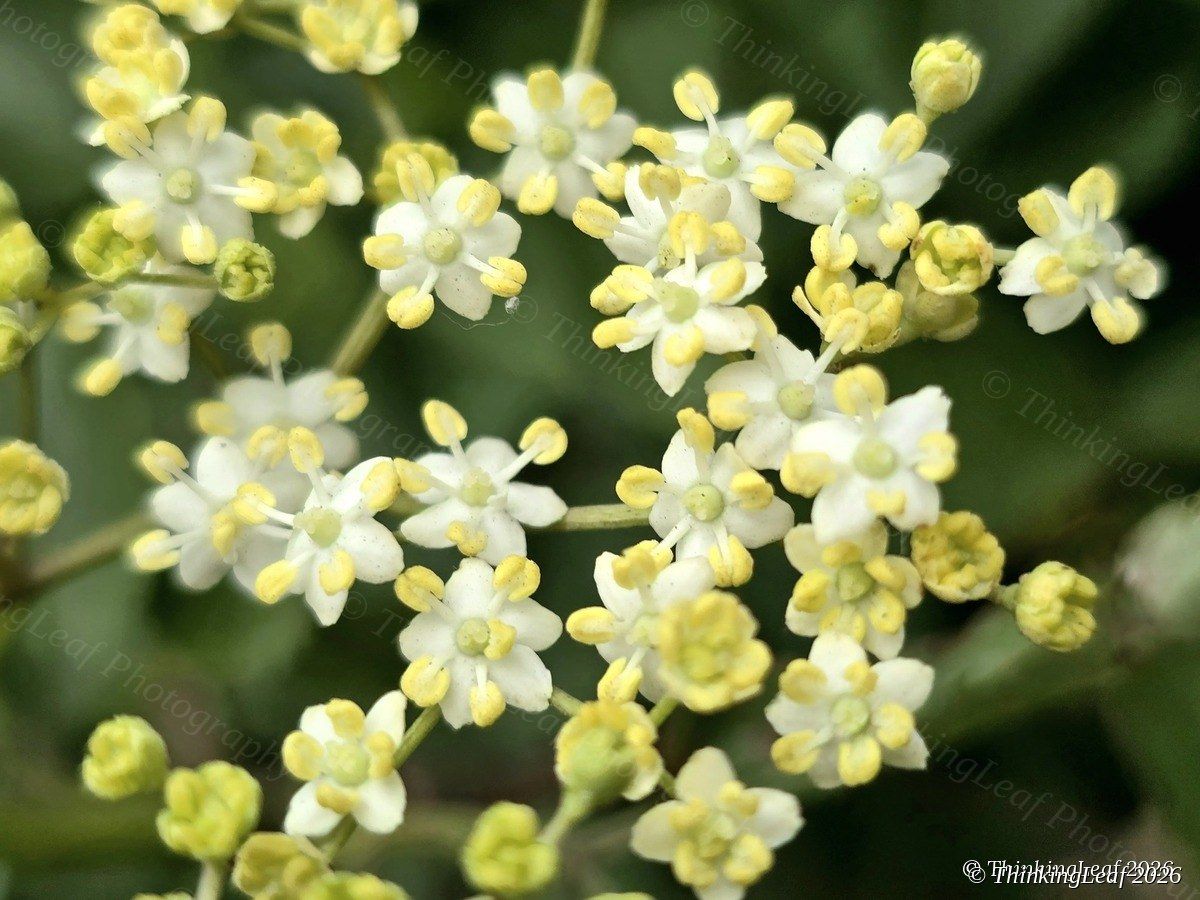 Elder Flowers