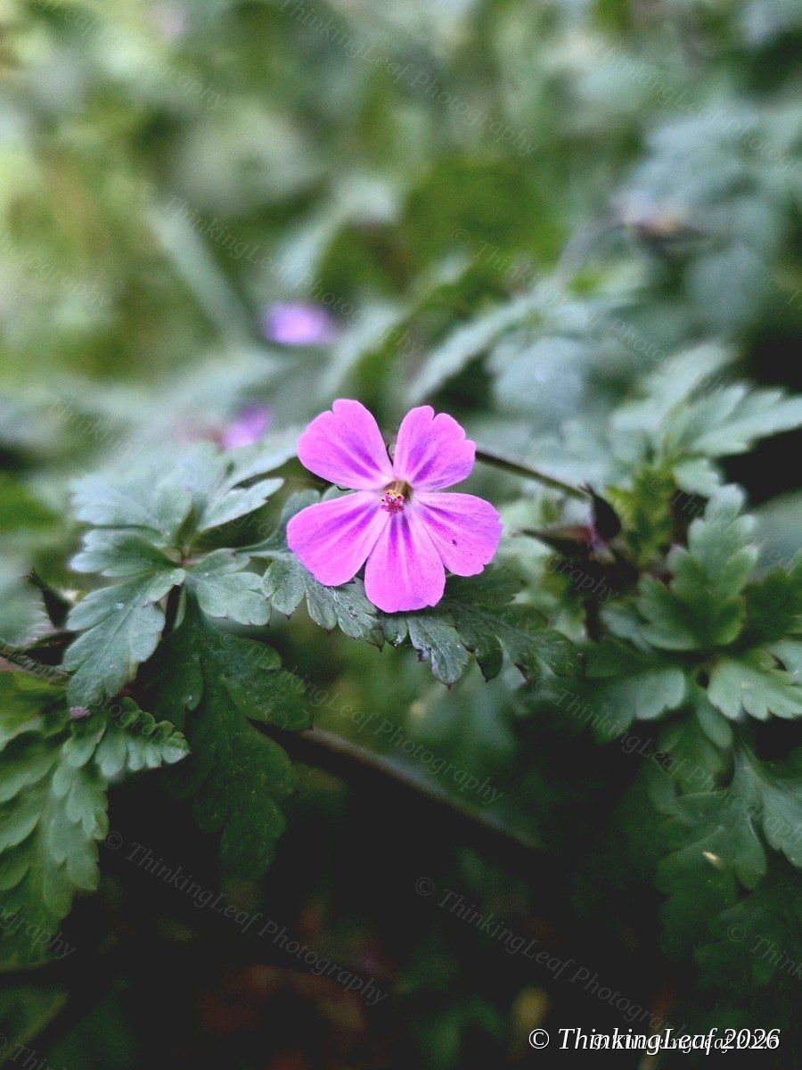 Herb Robert