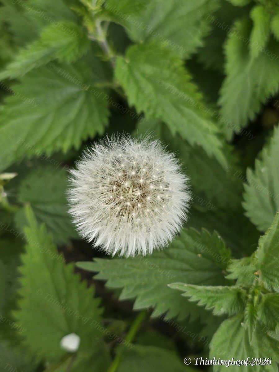 Dandelion Clock