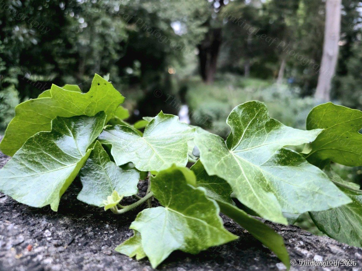 Ivy on Stone