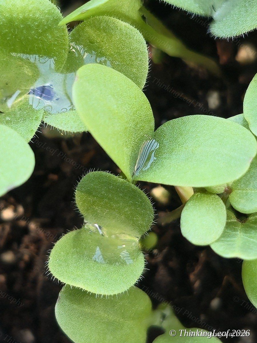 Seedling Drops
