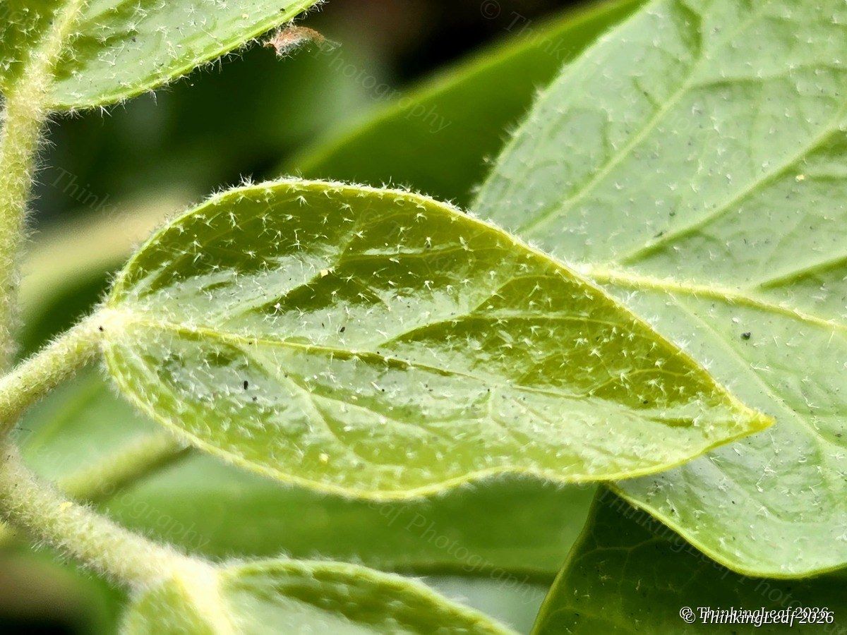 Leaf Trichomes