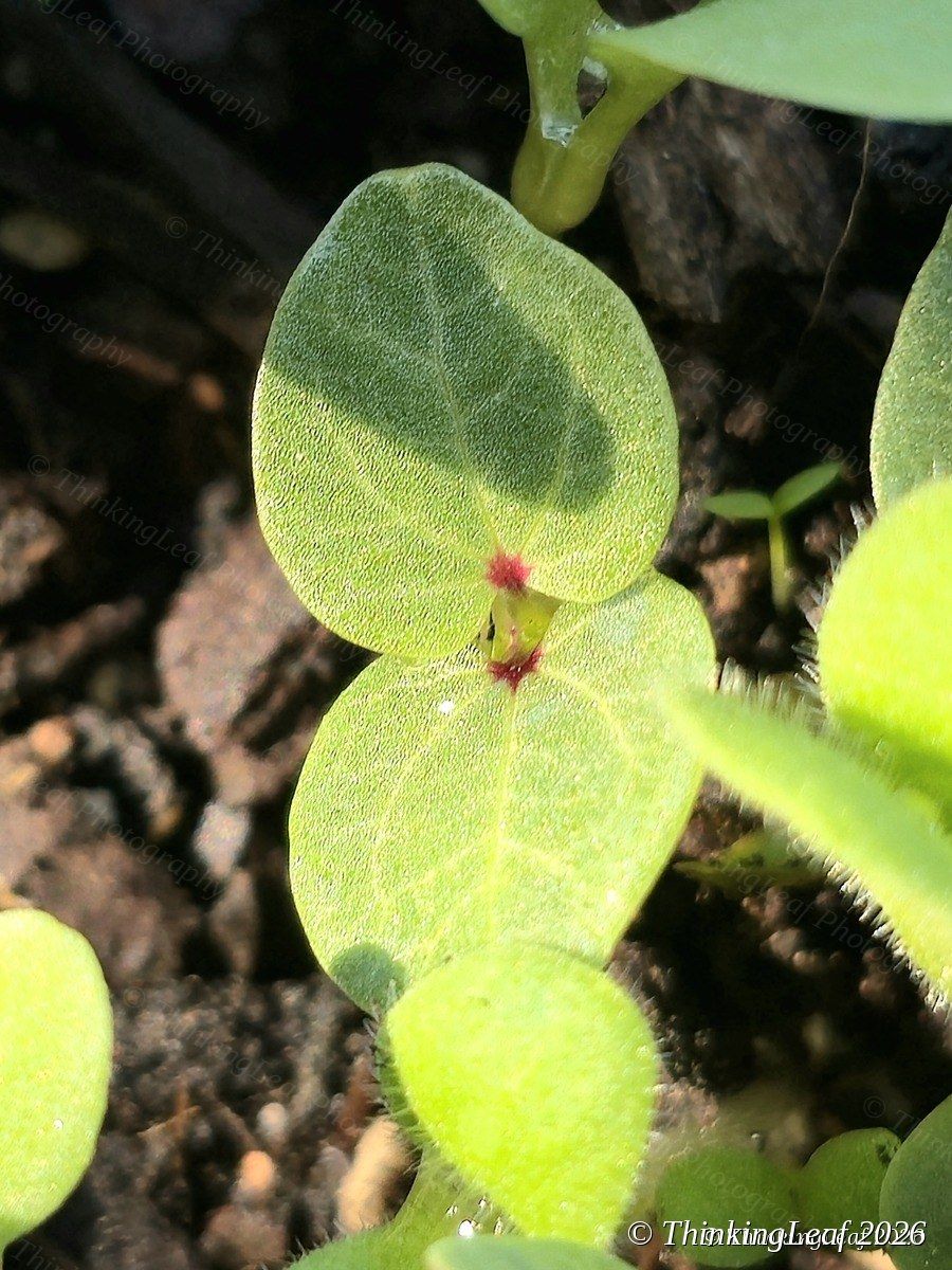 Seedling Pair
