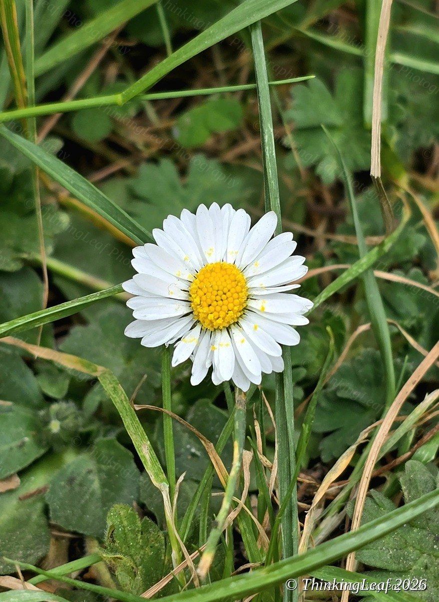Common Daisy