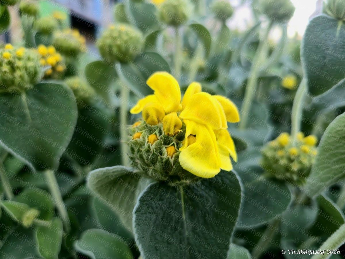 Jerusalem Sage