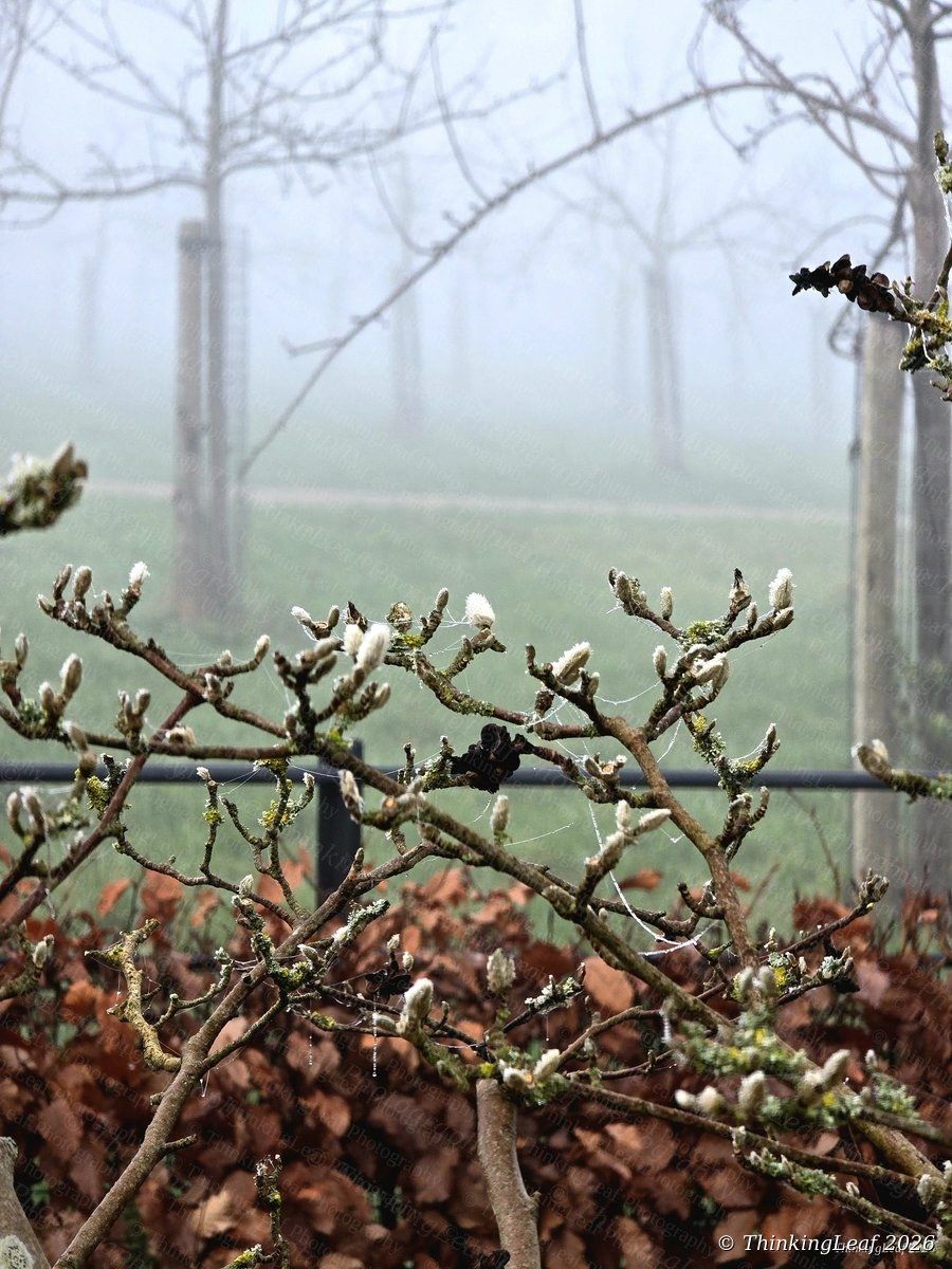 Magnolia Buds in Mist