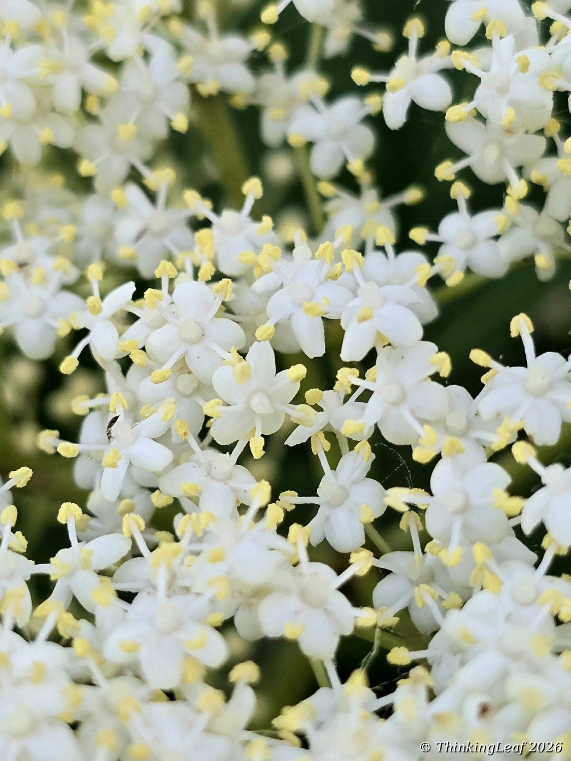 Elderflower