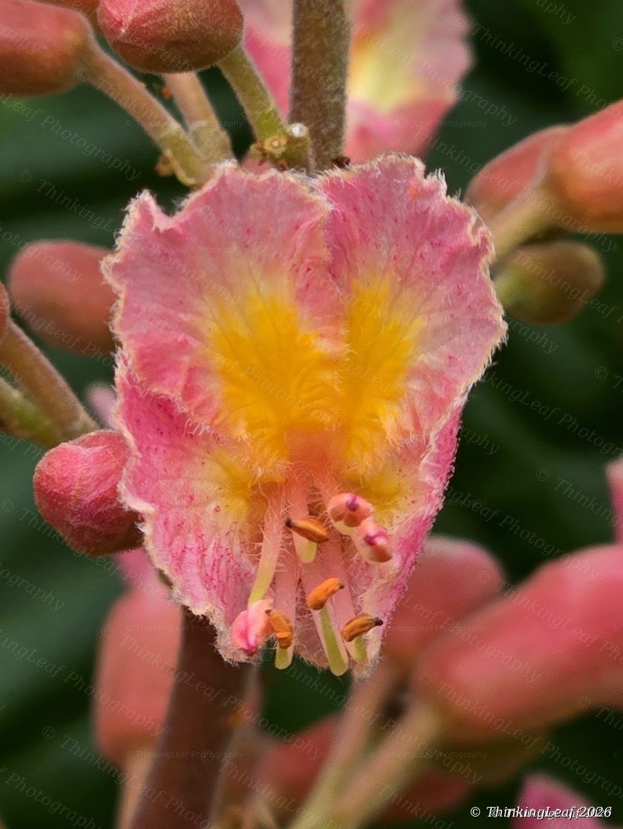 Red Horse Chestnut Macro