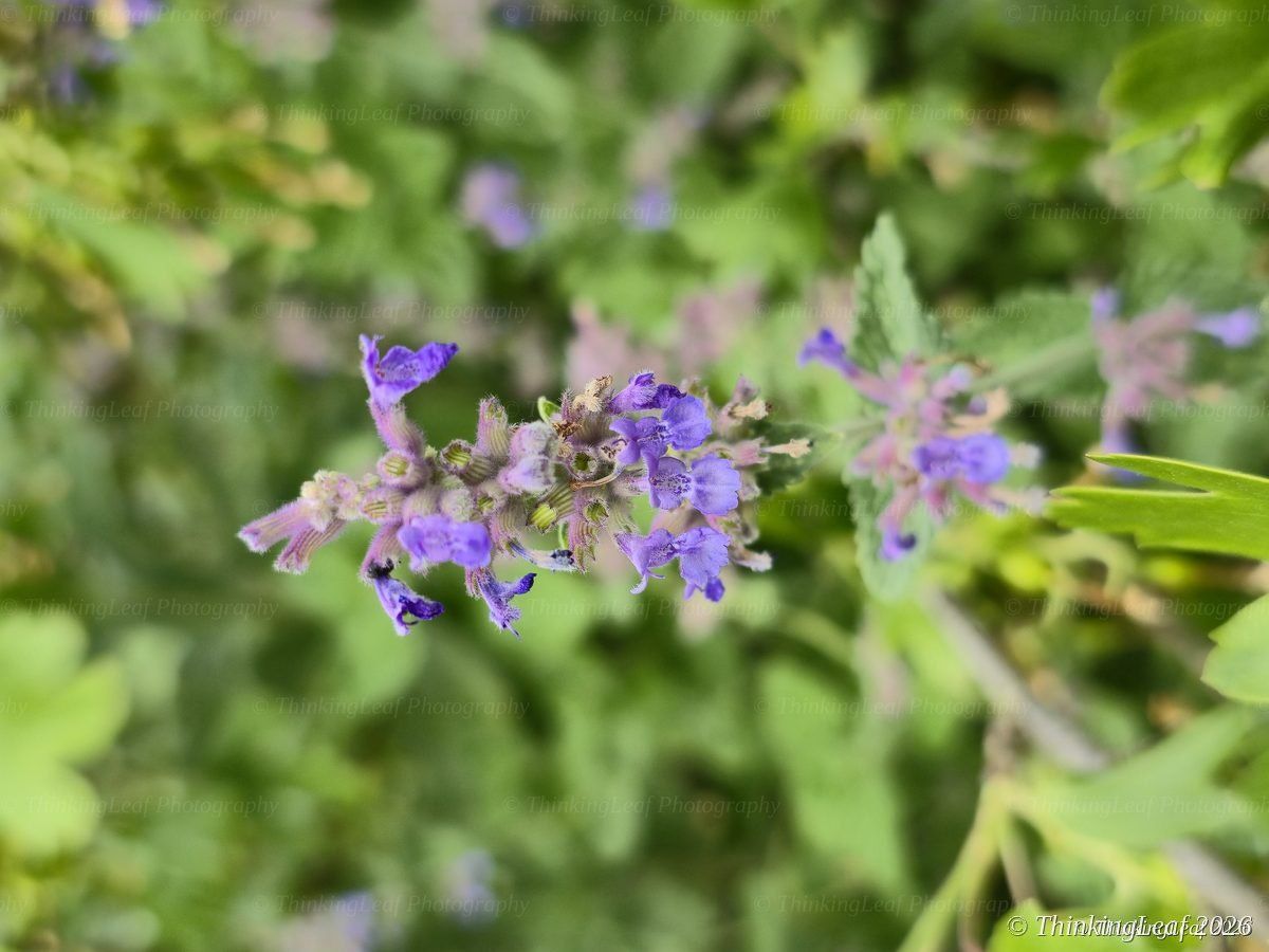 Ajuga Spike