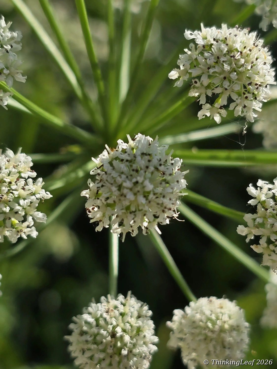 Hogweed