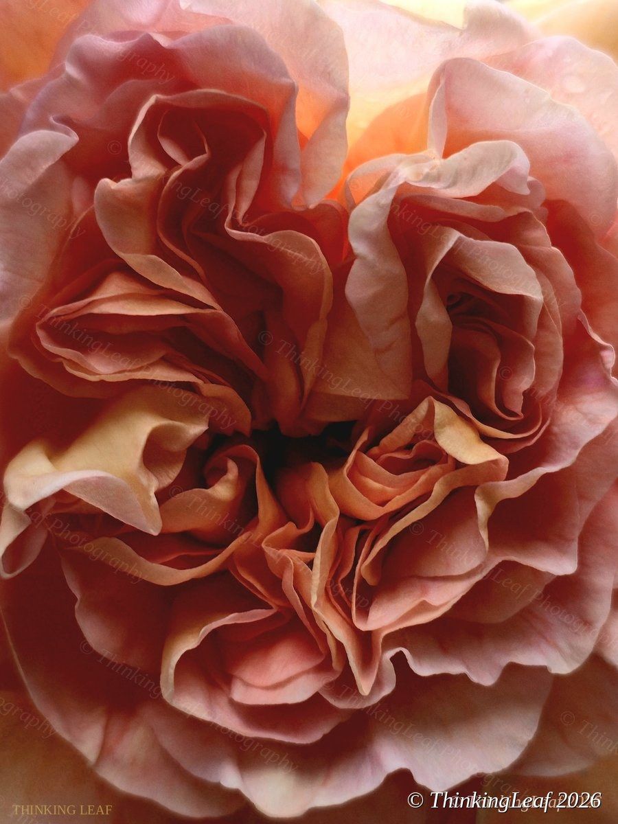 English Rose