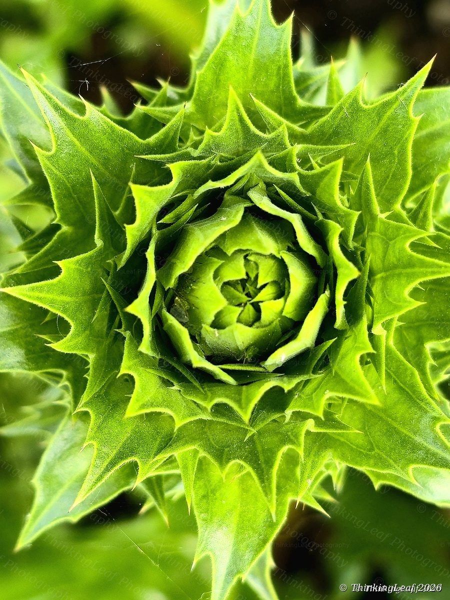 Spear Thistle Rosette