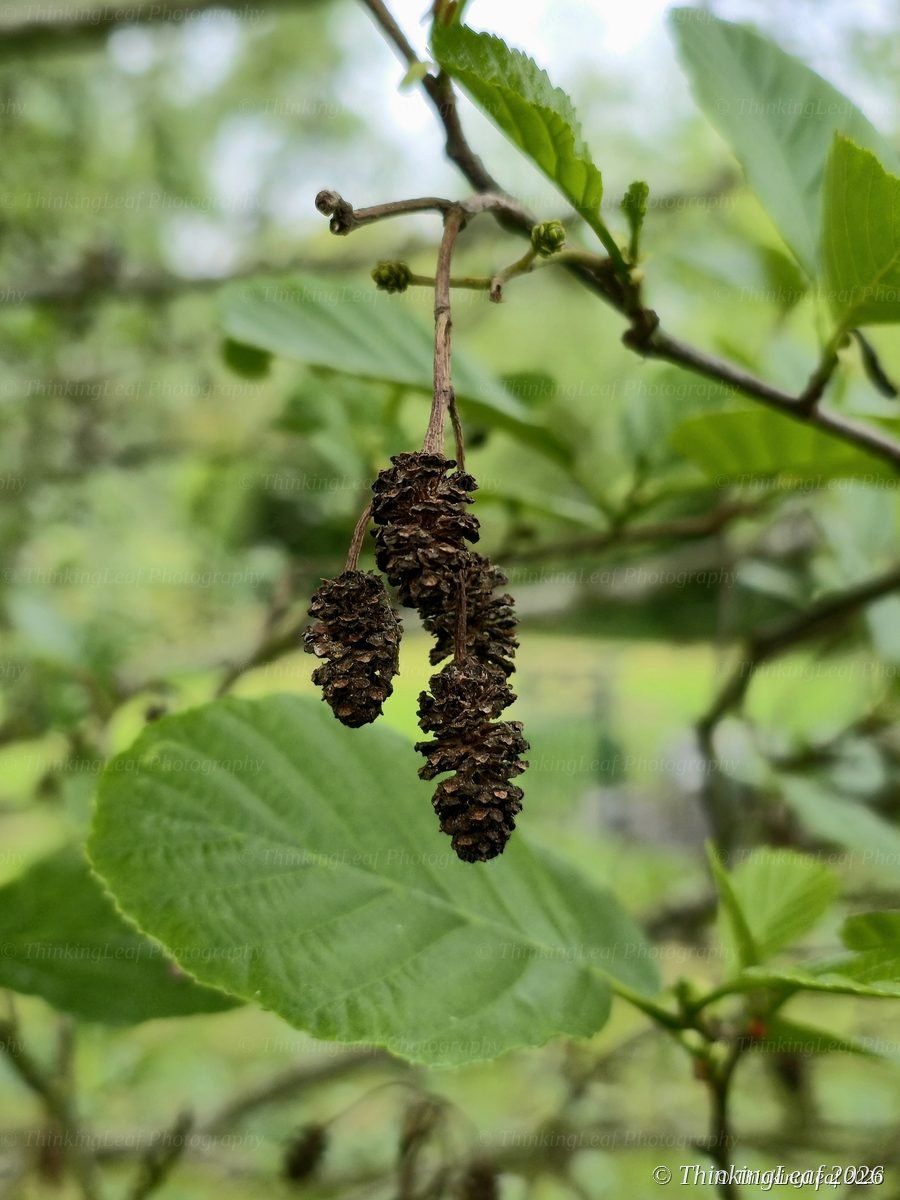 Alder Catkins