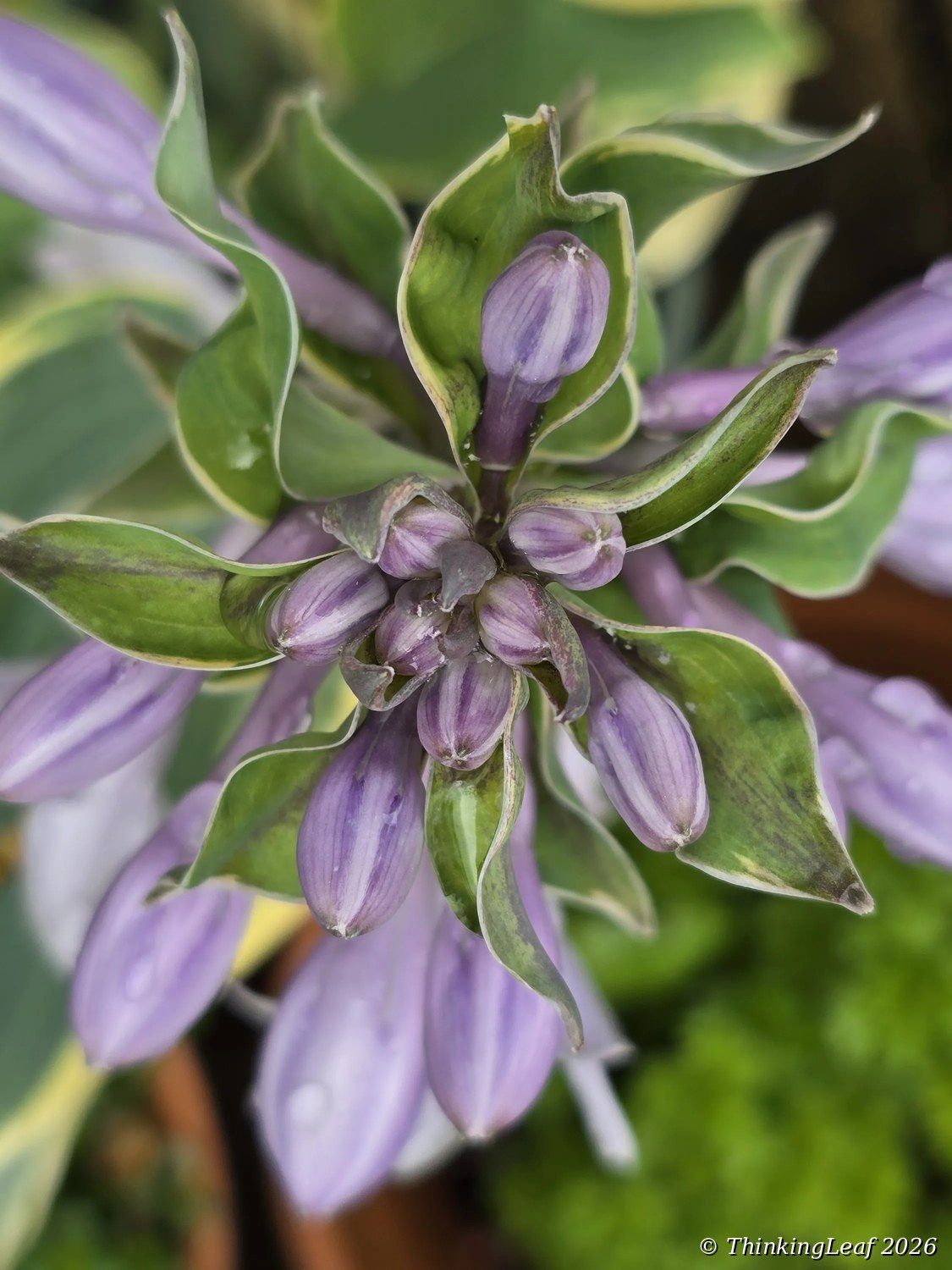Hosta Bud