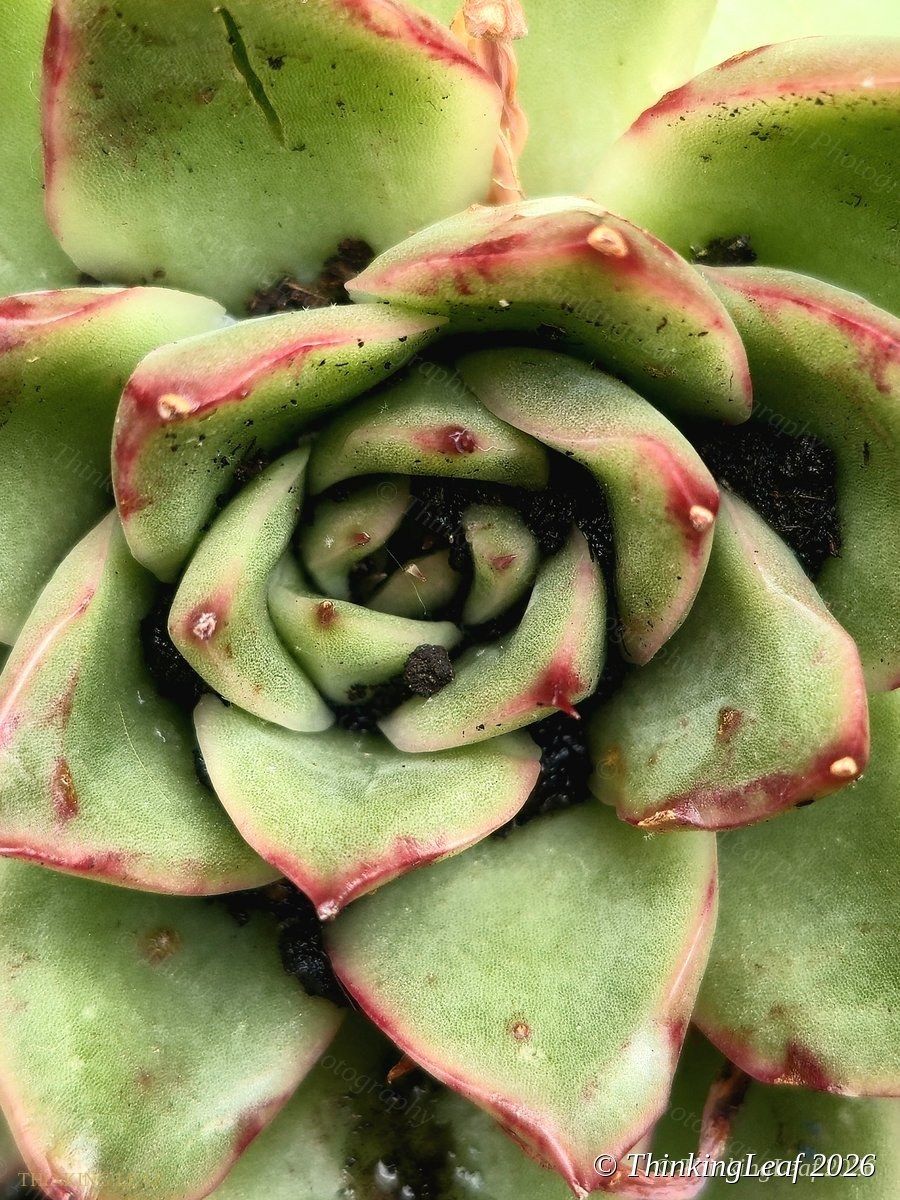Echeveria
