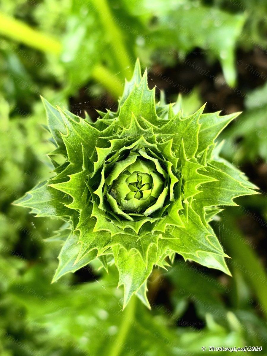 Spear Thistle Rosette 2