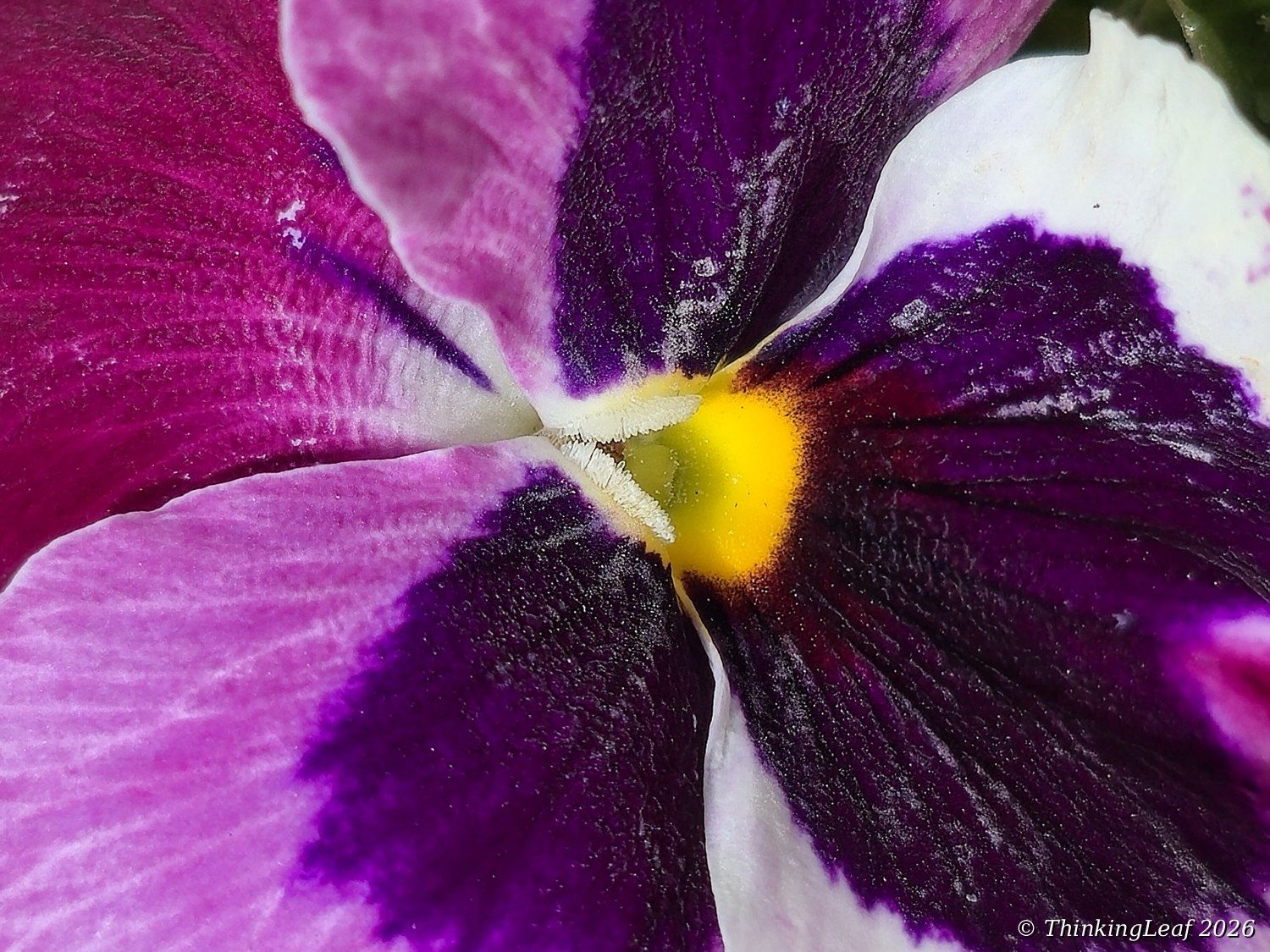 Viola