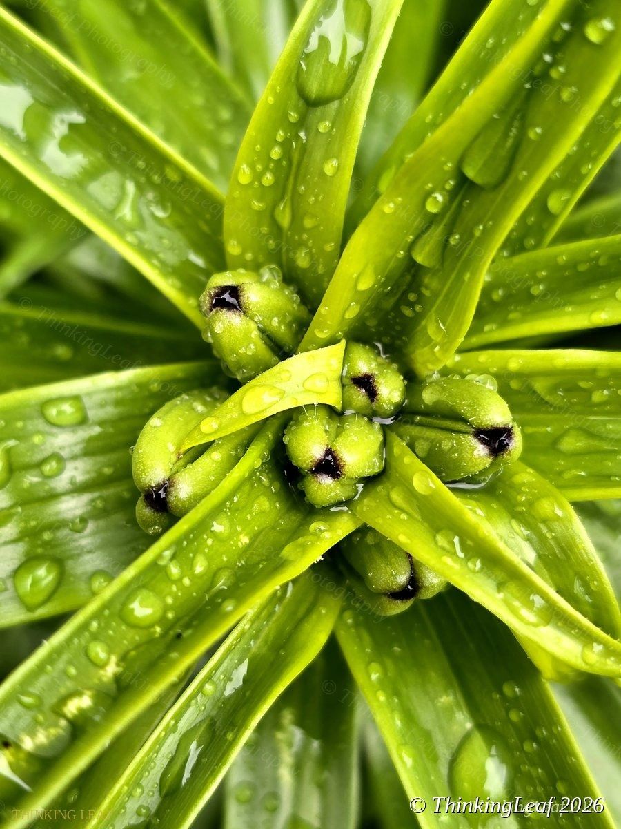Euphorbia Buds