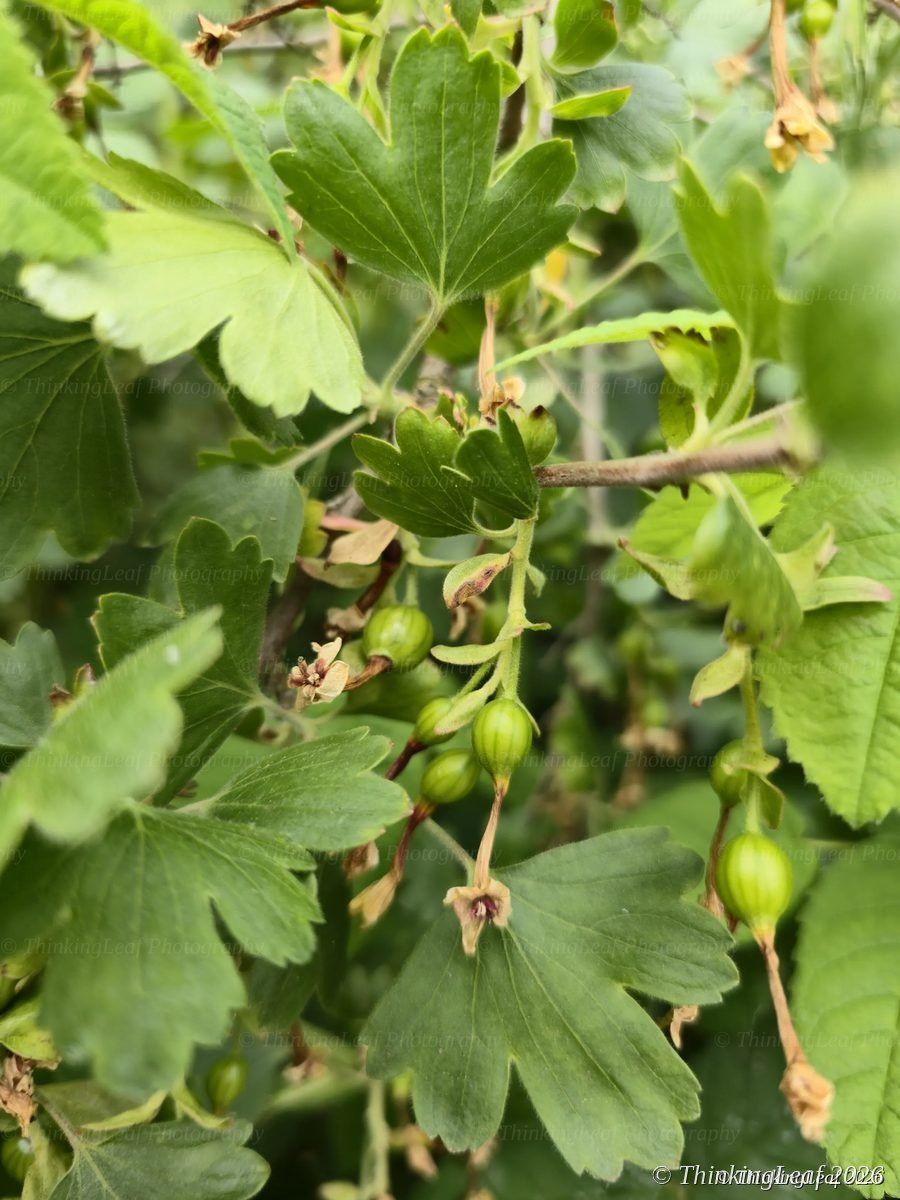 Gooseberry