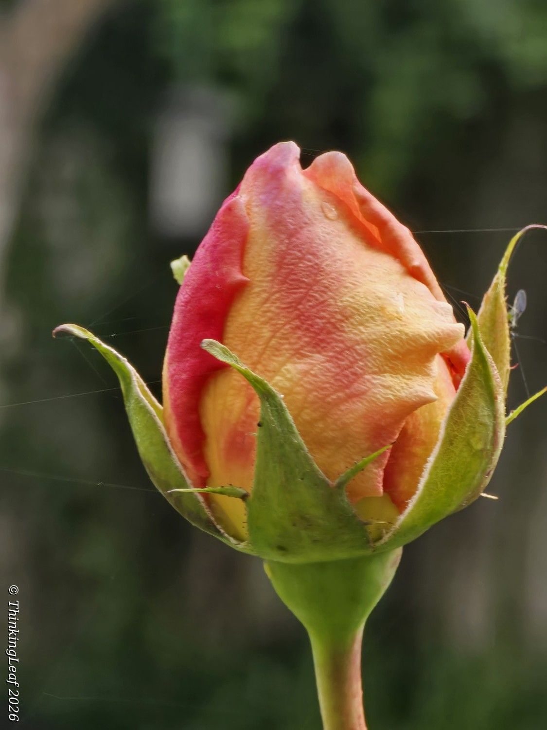Peach Rose Bud