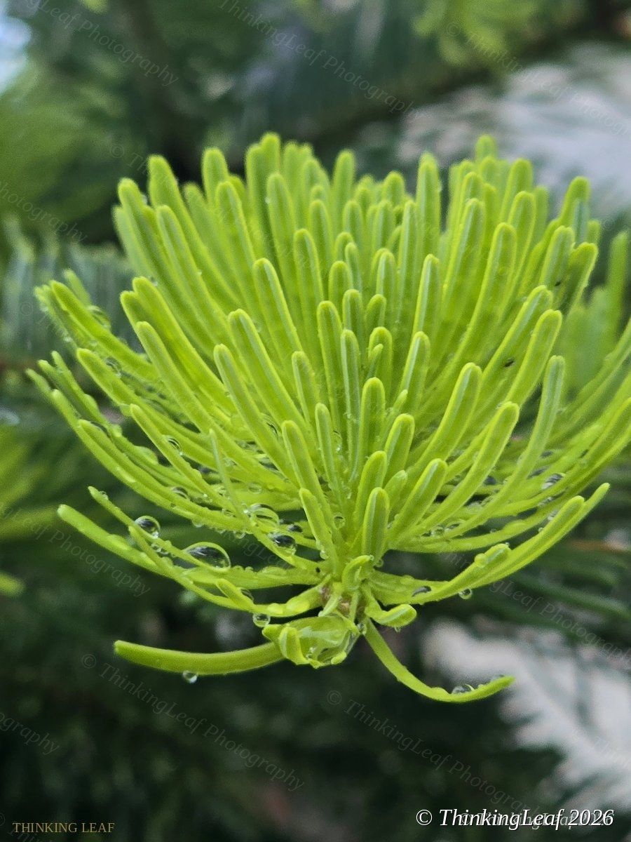Conifer New Growth