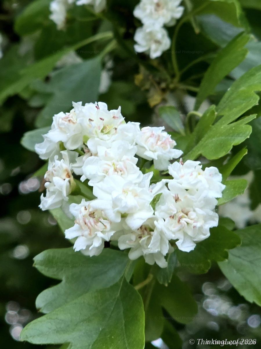 Double Hawthorn