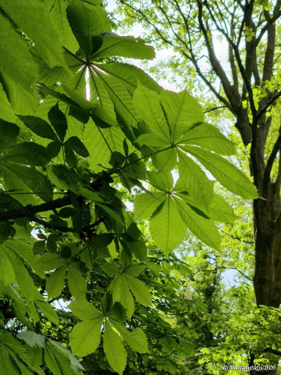 Horse Chestnut Canopy