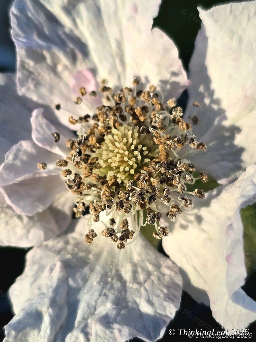 Bramble Flower