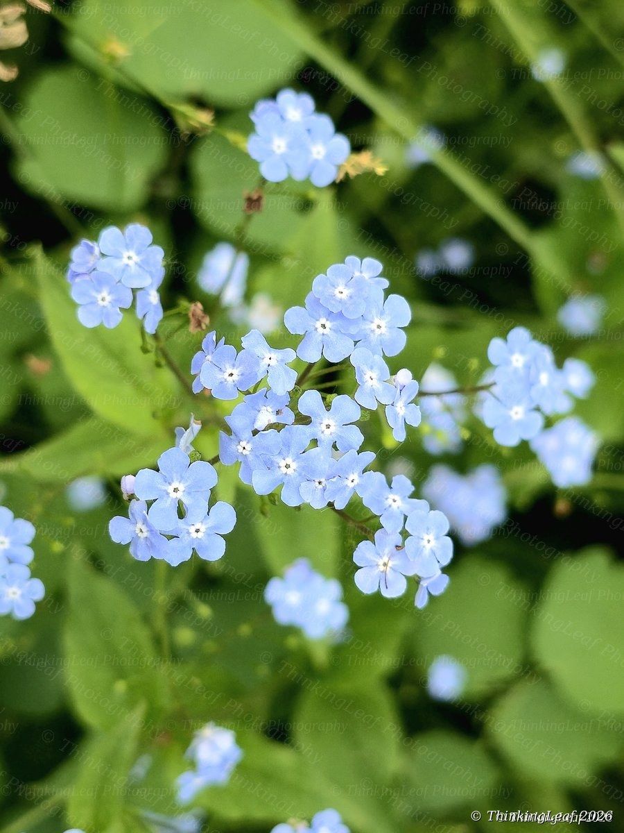 Brunnera Cloud